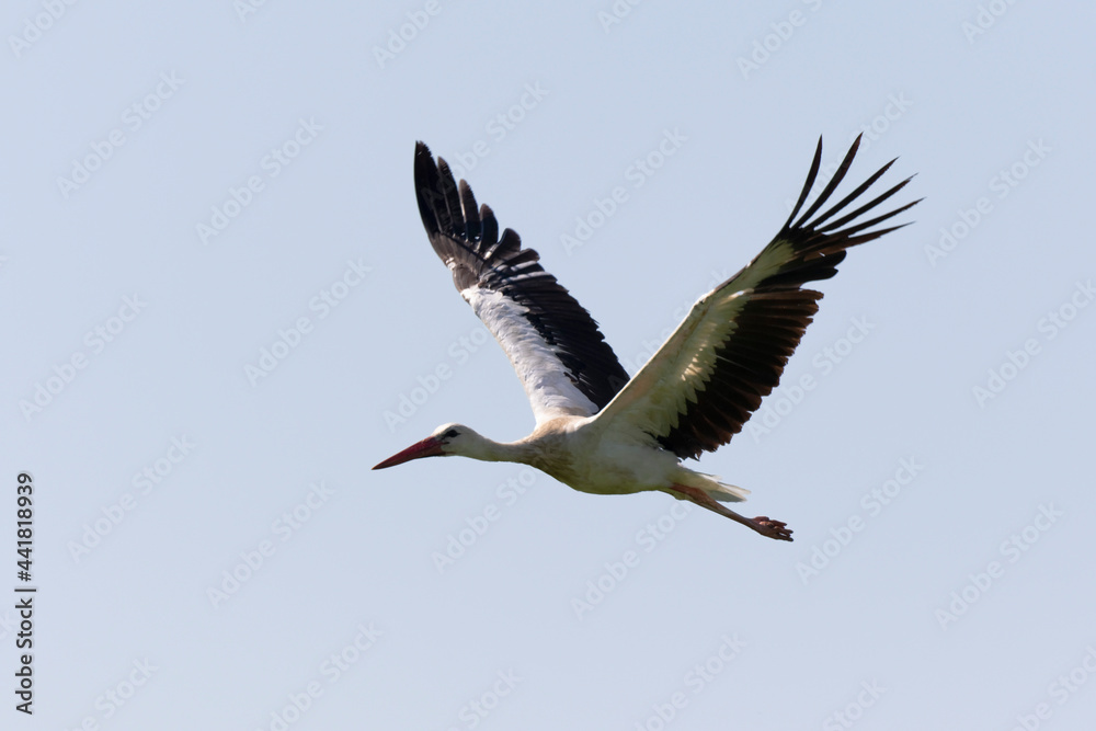 Fototapeta premium Cigogne blanche Ciconia ciconia en chasse dans une prairie