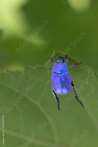 Hoplie bleue Hoplia coerulea sur la végétation basse en bord de Loire, France photo