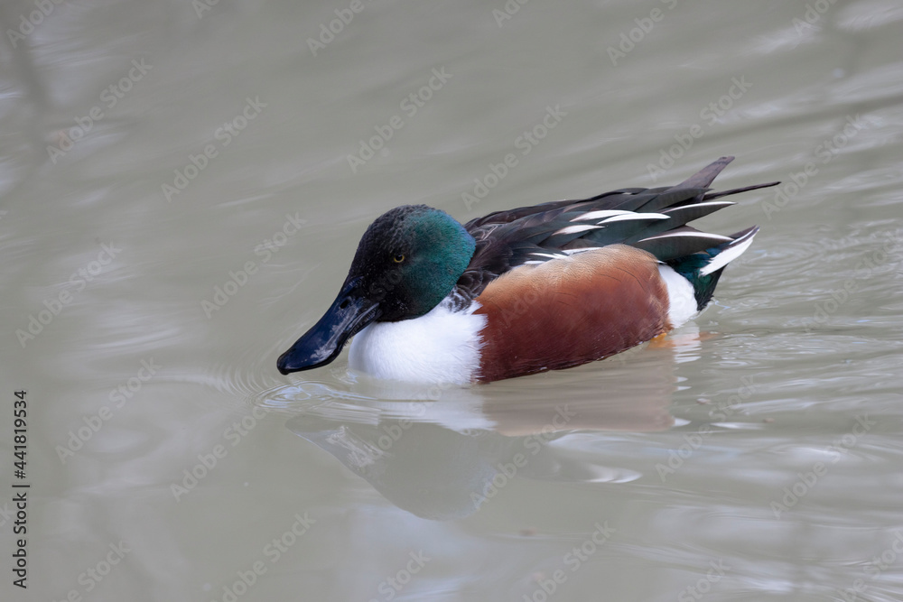 Fototapeta premium Canard souchet Spatula clypeata en gros plan