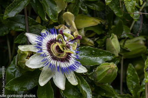 fleur du fruit de la passion