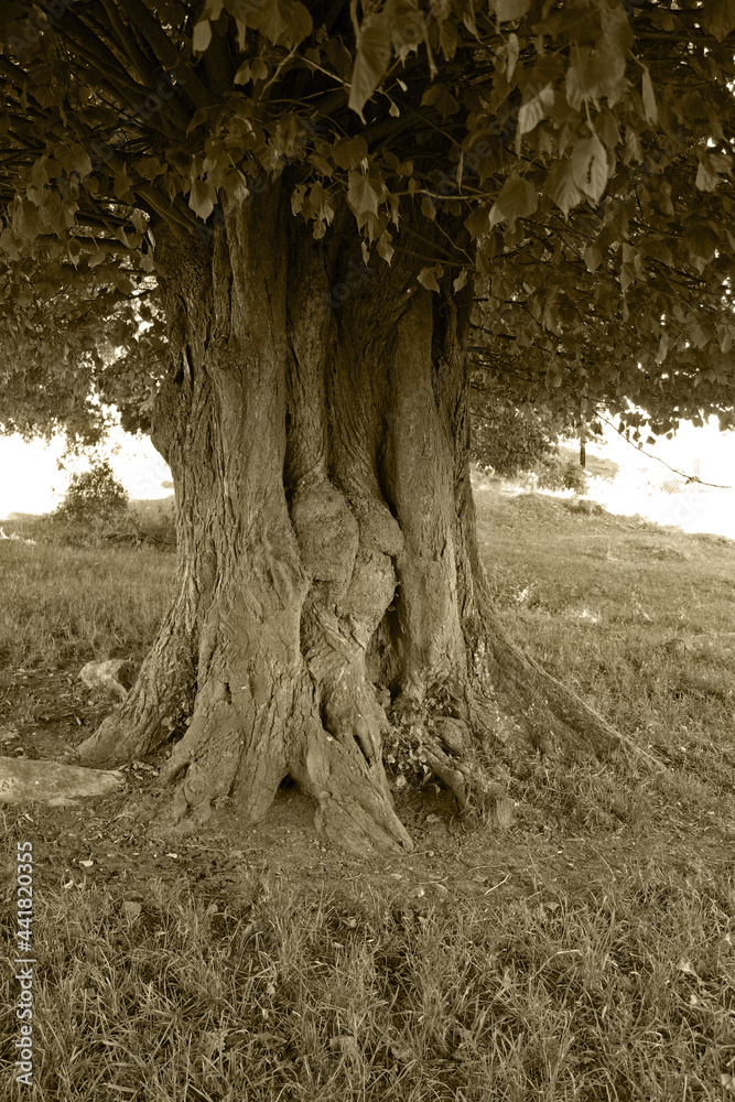 Old spiritual tree in retro style Old spiritual tree in retro style