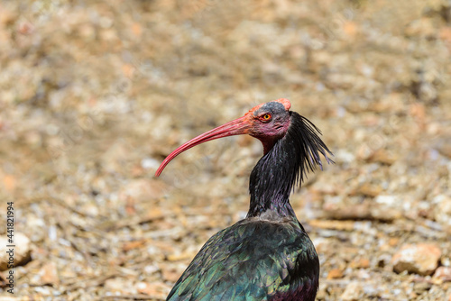 Northern bald ibis on a summer sunny day in the park. Ibis head close up. photo