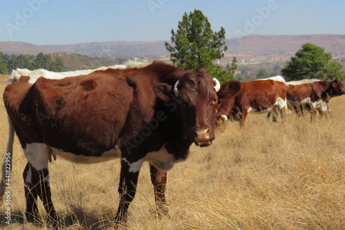 A herd of shiny brown cattle grazing on dull brown winter's grasslands in the countryside © Desire
