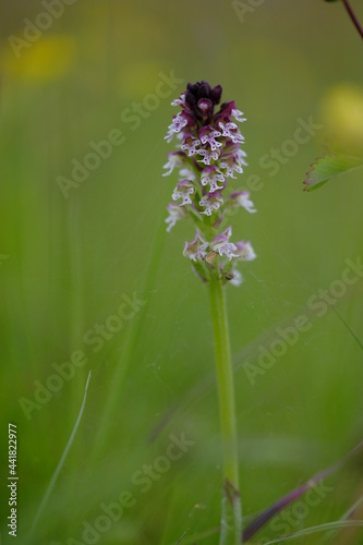 Brand-Knabenkraut, Orchis ustulata photo