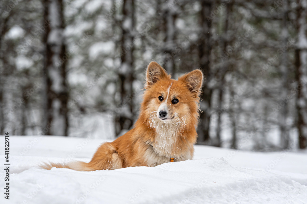 Welsh Corgi Pembroke on a walk in a beautiful winter forest