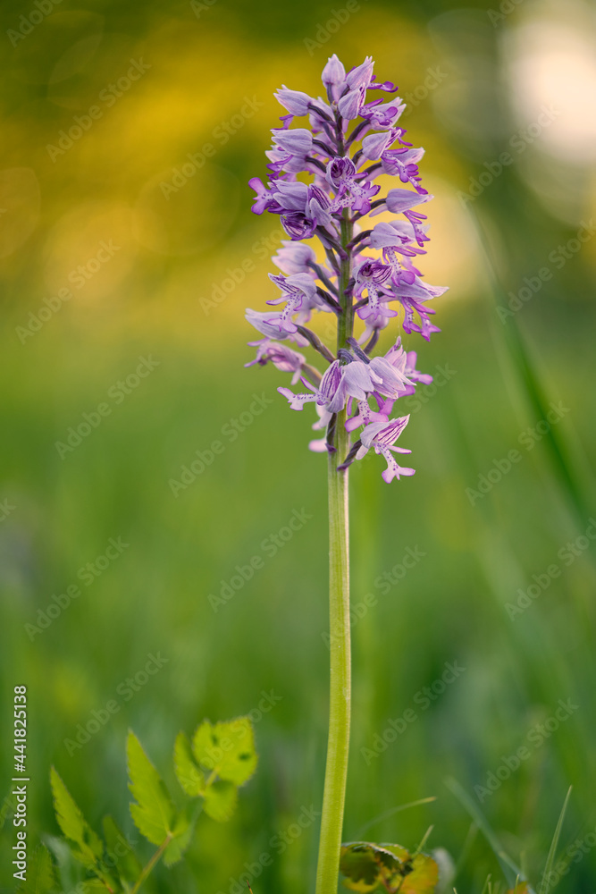 Helm-Knabenkraut, Orchis militaris Helm-Knabenkraut, Orchis militaris