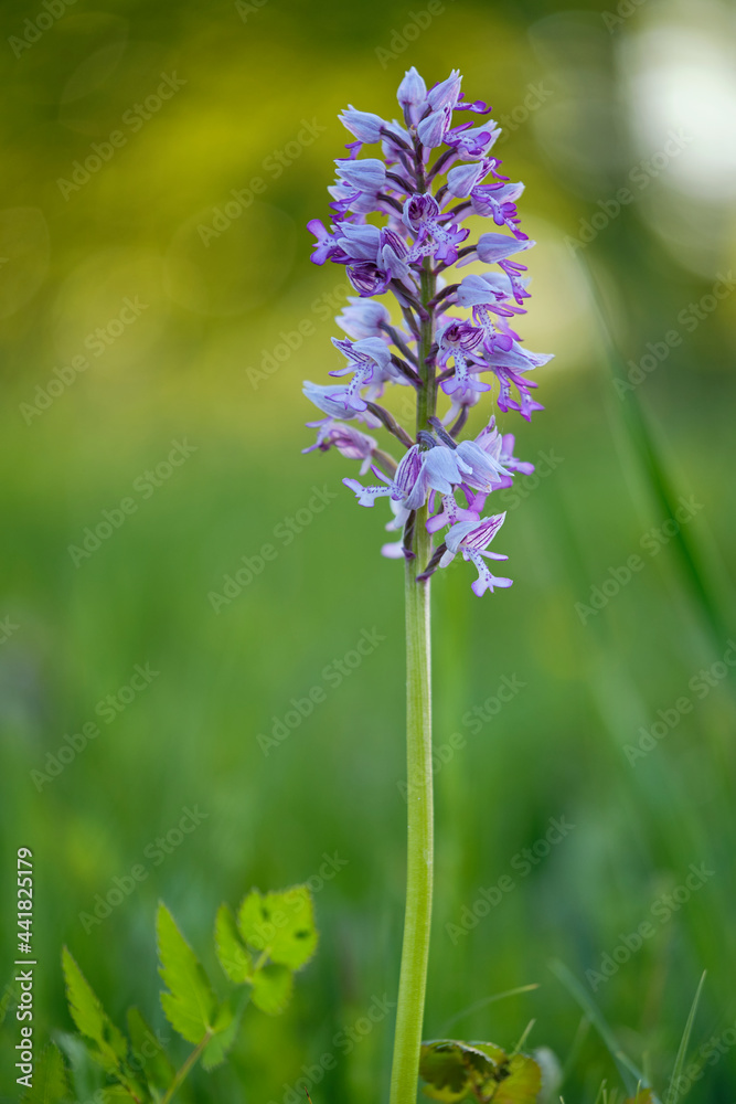 Fototapeta premium Helm-Knabenkraut, Orchis militaris