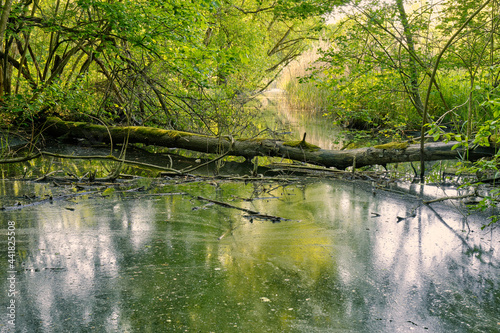 Auwald im Frühjahr im NSG Ried, Landkreis Schweinfurt, Unterfranken, Franken, Bayern, Deutschland