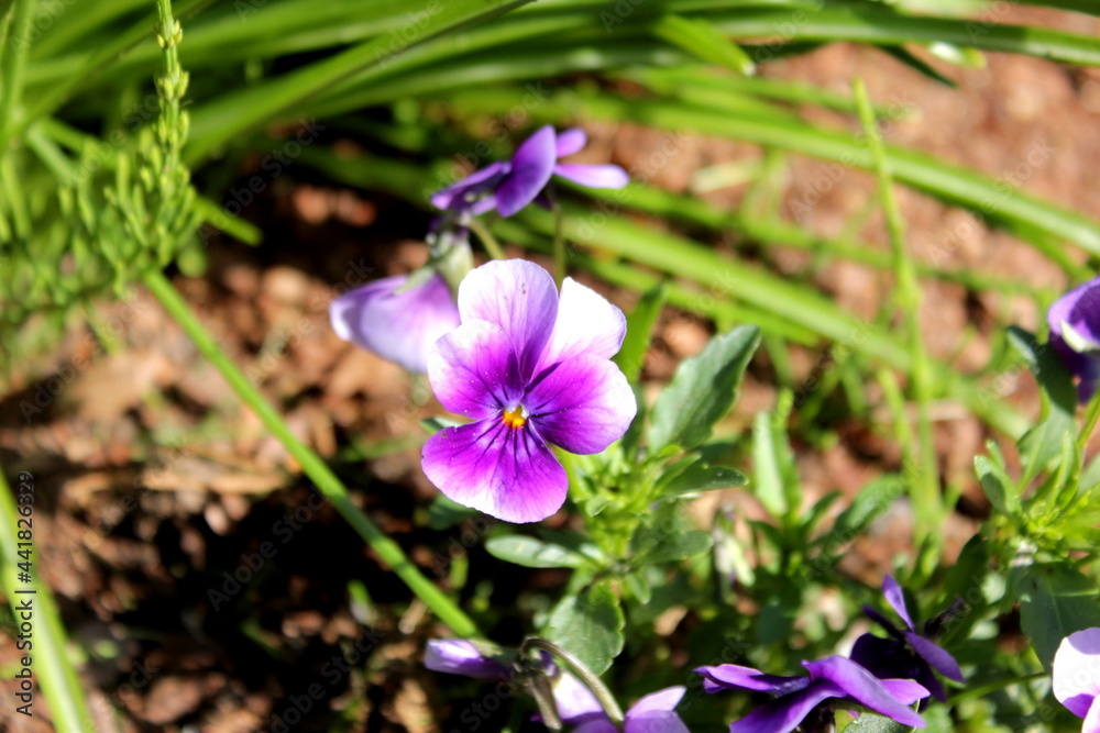 flower, spring garden, garden, bloom, tenderness, feeling, joy, spring symphony, jewels of nature, flower, spring garden, garden, bloom, tenderness, feeling, joy, spring symphony, jewels of nature,