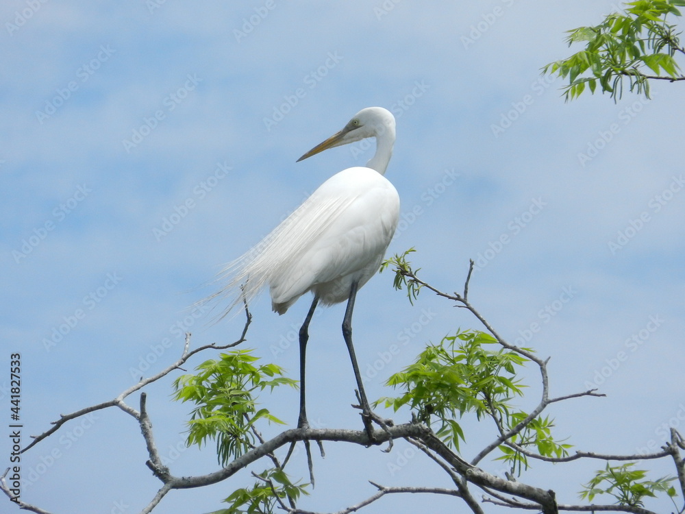 Beautiful great white heron egret atop a tree on a sunny day Beautiful great white heron egret atop a tree on a sunny day