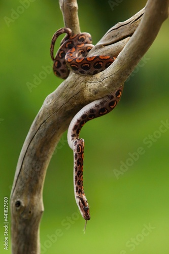 The Rainbow Boa (Epicrates cenchria cenchria) hanging from the branch.