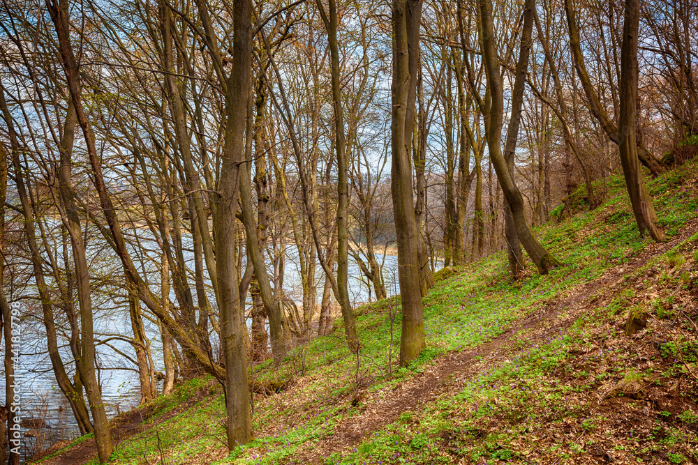 Fototapeta premium Spring flowers and grass in the forest on a hill by the river