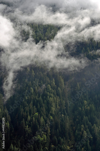 nebel im nadelwald