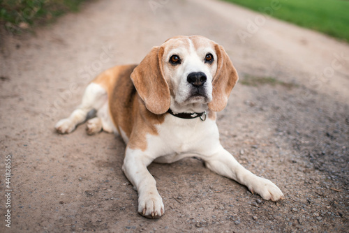 Beagle Hund Outdoor