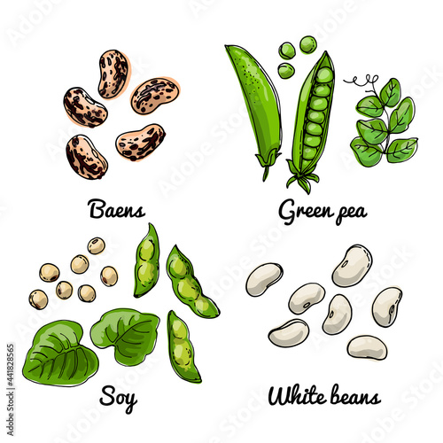 Vector food icons of vegetables. Colored sketch of food products. Baens, green pea, soy, white beans