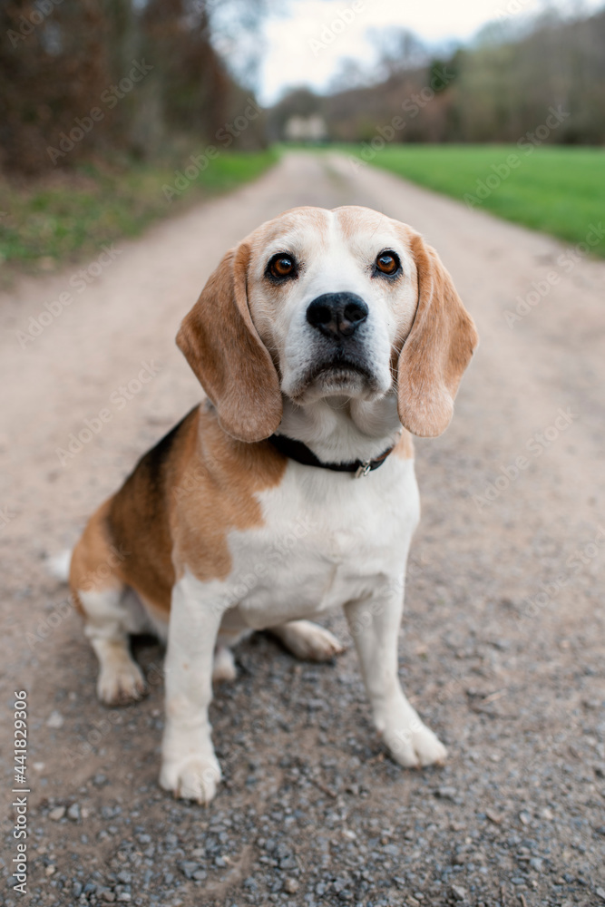 Beagle Hund Outdoor