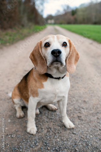 Beagle Hund Outdoor © Michael