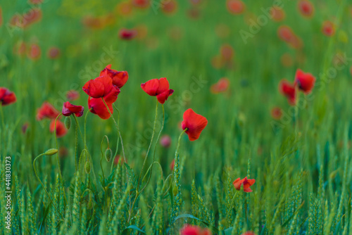 red poppies among the green grass in the summer © Evdoha