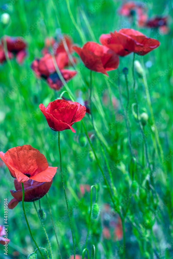 Obraz premium red poppies among the green grass in the summer