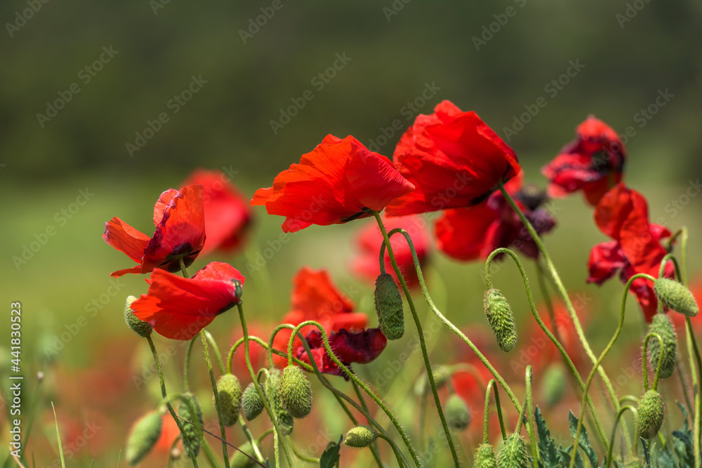 red poppies among the green grass in the summer red poppies among the green grass in the summer