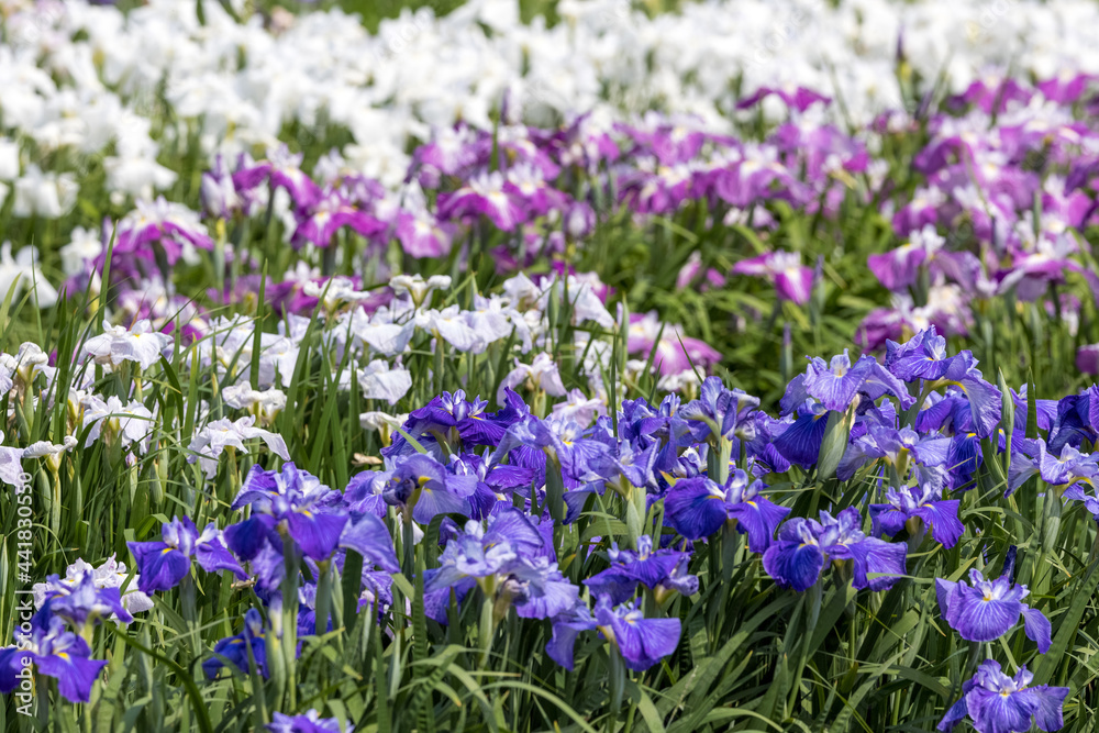 屋外で撮影した花菖蒲画像 