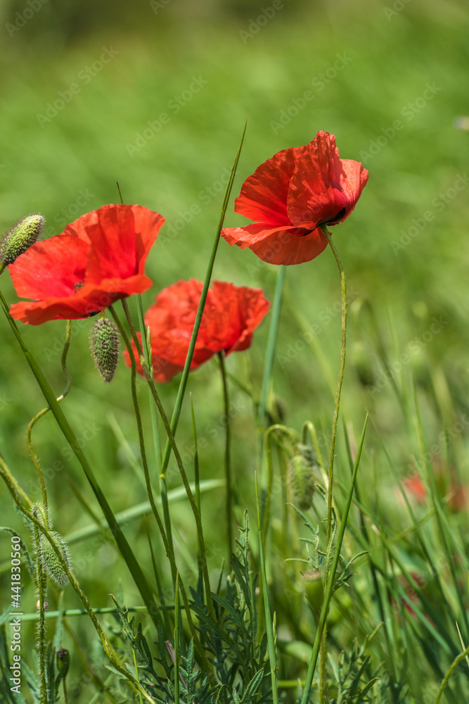 Obraz premium red poppies among the green grass in the summer