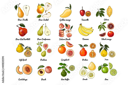 Fototapeta Naklejka Na Ścianę i Meble -  Vector food icons of fruits. Colored sketch of food products. Citrus. Pear red bartlett, conference, saturn peach, bananas, tamarillo, golden mango