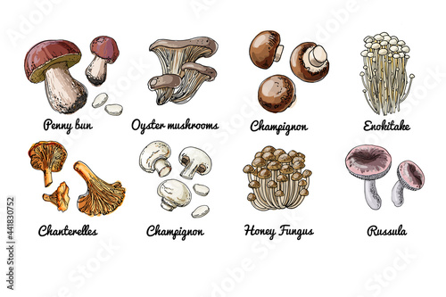 Vector food icons of Mushrooms. Colored sketch of food products. Champignon, enokitake, honey fungus, russula