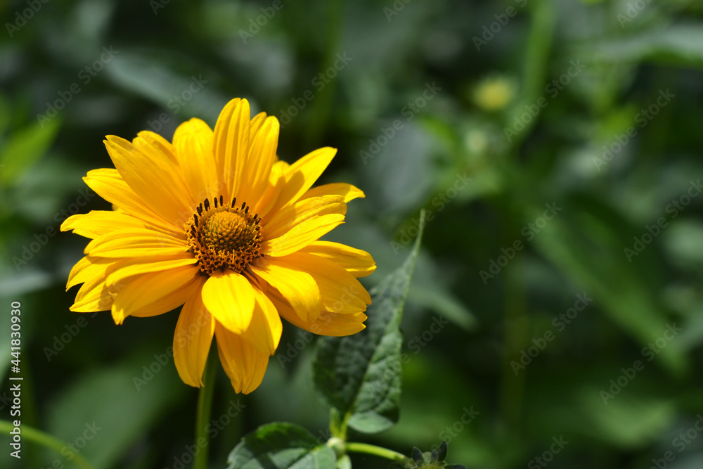 yellow flower close up. nature photo yellow flower close up. nature photo