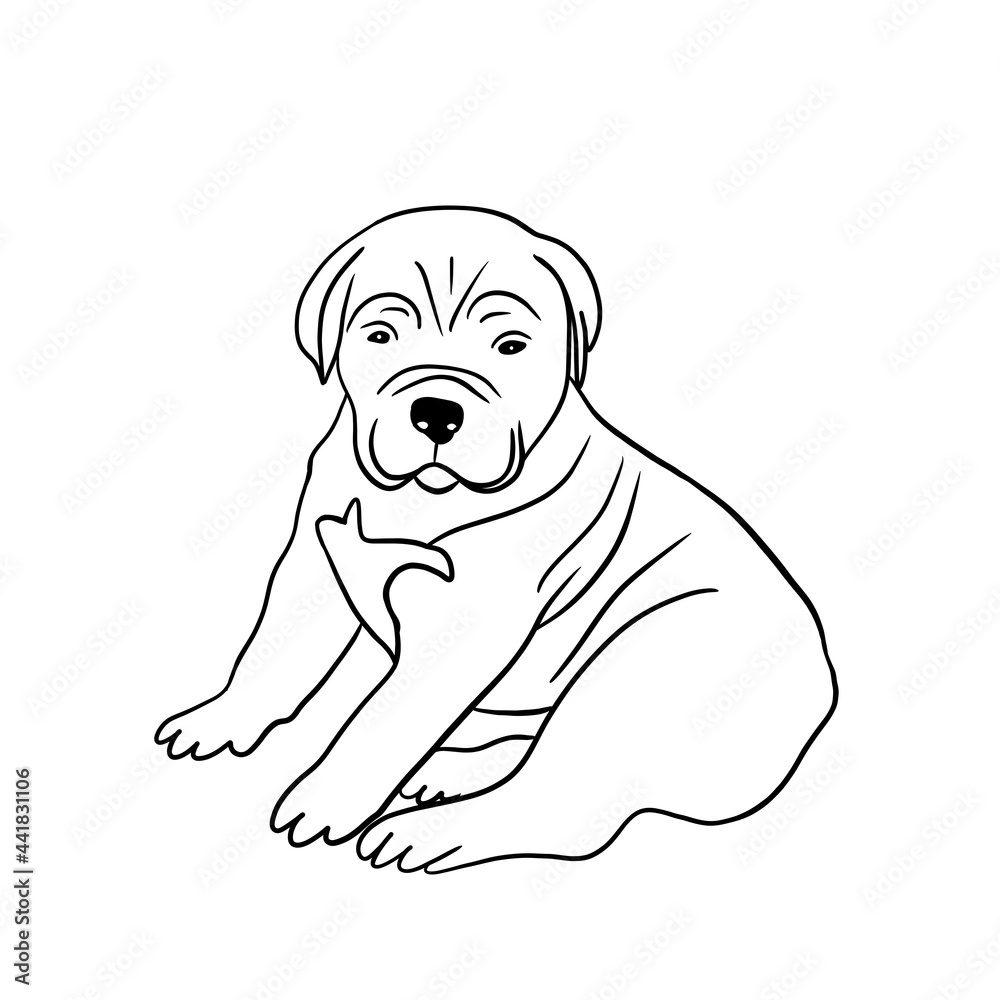 Fototapeta premium Little cute puppy cane - corso italian mastiff