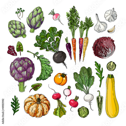 Vegetables and fruits food vector. Color sketch of products. Decor for kitchen and restaurant. Farm vegetables and herbs.