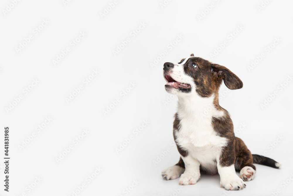 Welsh Corgi Cardigan cute fluffy dog puppies. funny animals on white background with copy space Welsh Corgi Cardigan cute fluffy dog puppies. funny animals on white background with copy space