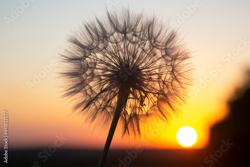 Dandelion silhouetted against the sunset sky. Nature and botany of flowers