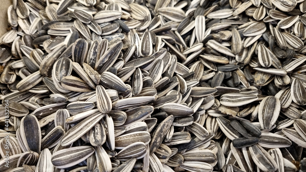 sunflower seeds. background and texture. agriculture. agriculture