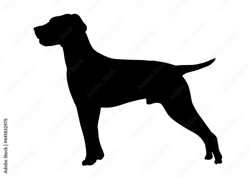 Hungarian Vizsla dog silhouette, Vector illustration silhouette of a dog on a white background.	