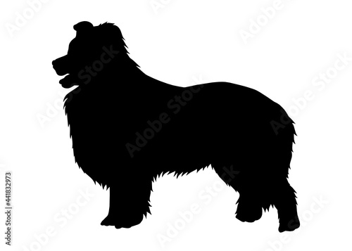Border collie dog silhouette, Vector illustration silhouette of a dog on a white background.	