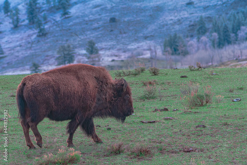 2021-05-10 A LARGE MALE BISON WALKING IN THE LAMAR VALLEY OF YELLOWSTONE photo