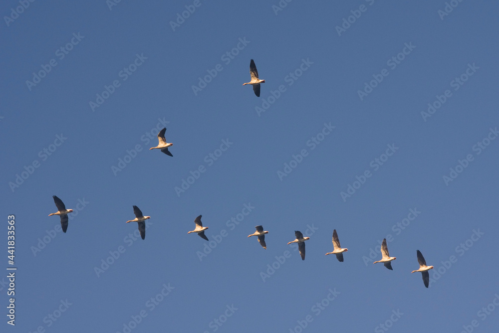 a flock of geese flies in formation a flock of geese flies in formation