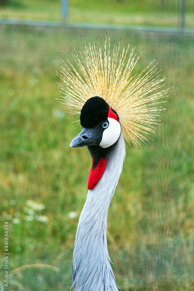 Fototapeta premium Beautiful gray crowned crane.