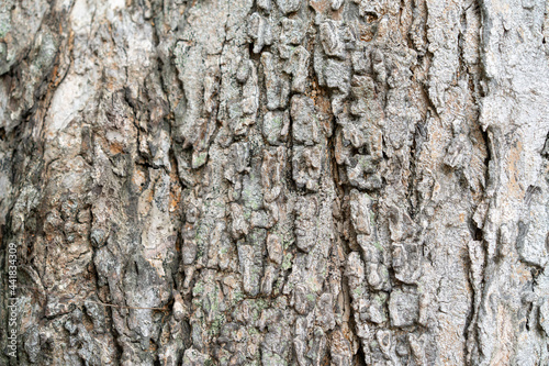 Fototapeta Naklejka Na Ścianę i Meble -  close up to the Bark of the tree