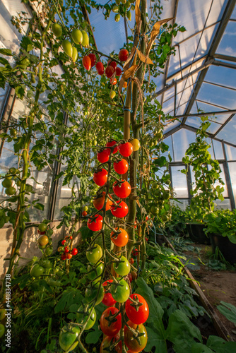 green and red cherry tomatoes in glasshouse