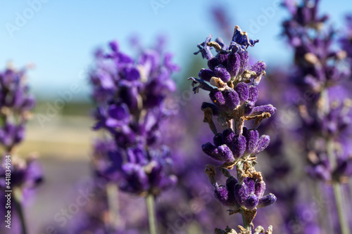 Close-up of violet lavender flower.