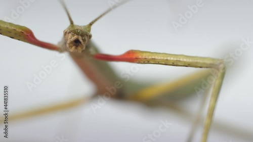 Stick insect Medauroidea extradentata, family Phasmatidae. Disguises itself as a branch photo
