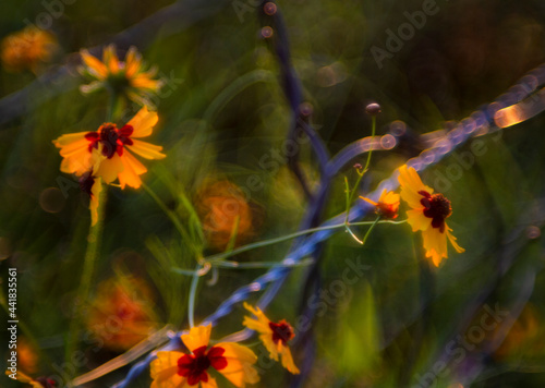 Wildflowers along the fenceline