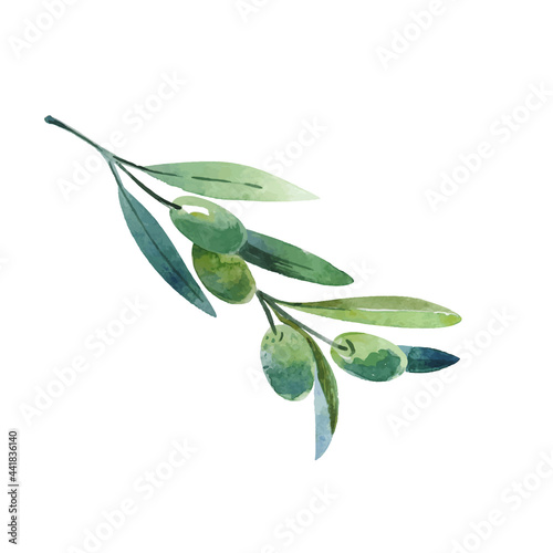 Watercolor olive branch. Sketch of olive branch on white background