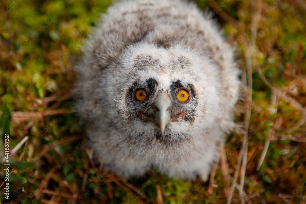 Obraz premium Long-eared owl chicks flew out of the nest.