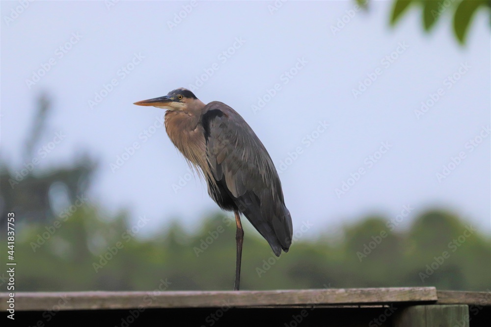 Fototapeta premium great blue heron