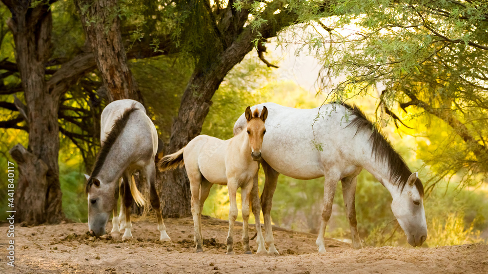 Uh, Mom?...Dad? - A foal notices a visitor to the family grazing spot along the lower Salt River. Tonto National Forest, Mesa, Arizona, USA Uh, Mom?...Dad? - A foal notices a visitor to the family grazing spot along the lower Salt River. Tonto National Forest, Mesa, Arizona, USA