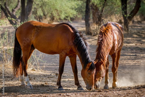 Grazing Pair - Two wild horses share a quiet grazing spot. Tonto National Forest, Mesa, Arizona, USA