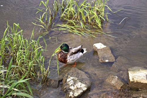 A duck sitting on a stone